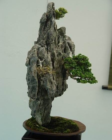 Detail Bonsai Cikra Cikri Nomer 27