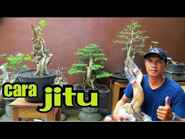 Detail Bonsai Cikra Cikri Nomer 28