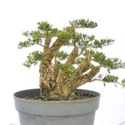 Detail Bonsai Cikra Cikri Nomer 30