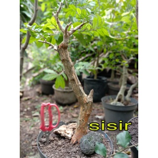 Detail Bonsai Cikra Cikri Nomer 34