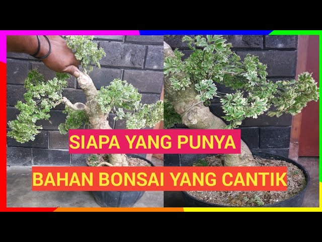 Detail Bonsai Cikra Cikri Nomer 35