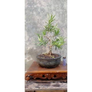 Detail Bonsai Cikra Cikri Nomer 39