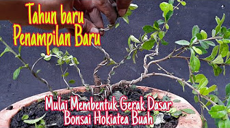 Detail Bonsai Cikra Cikri Nomer 44