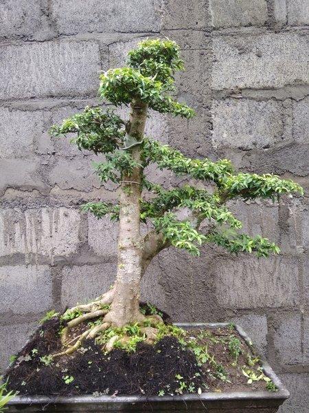 Detail Bonsai Cikra Cikri Nomer 8