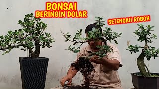 Detail Bonsai Daun Dolar Nomer 17