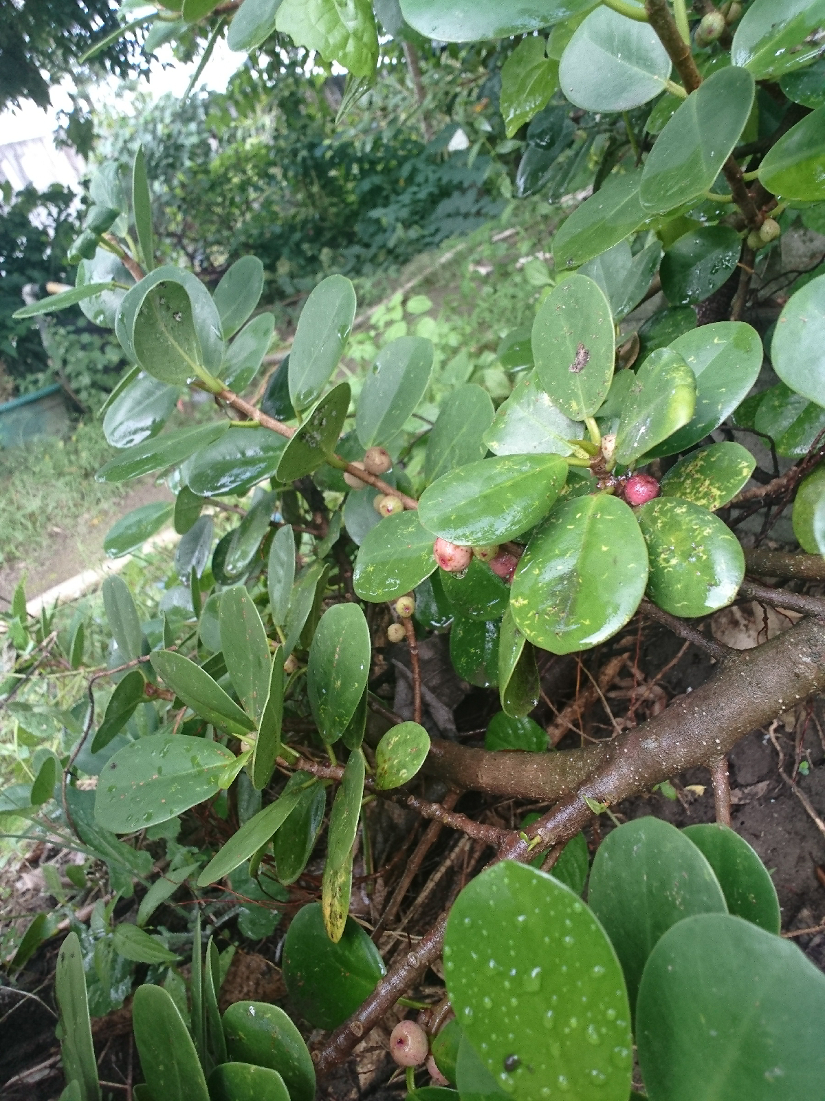 Detail Bonsai Daun Dolar Nomer 21