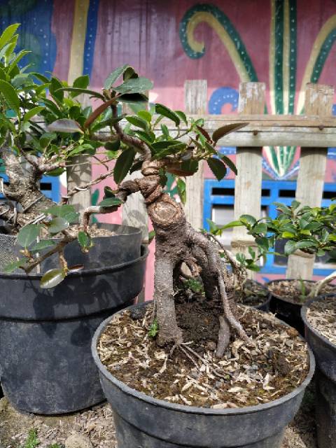 Detail Bonsai Daun Dolar Nomer 24