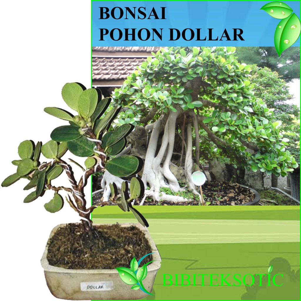 Detail Bonsai Daun Dolar Nomer 26