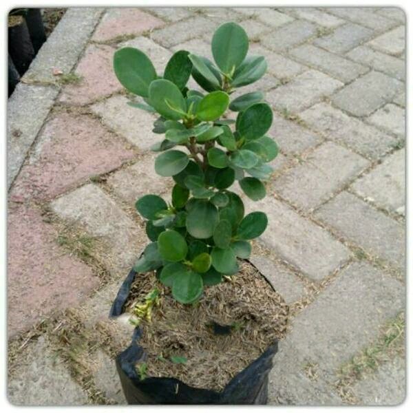 Detail Bonsai Daun Dolar Nomer 32