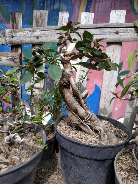 Detail Bonsai Daun Dolar Nomer 37