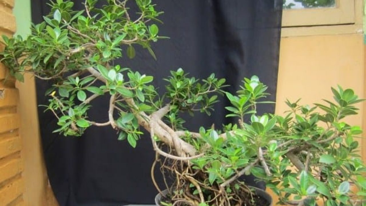 Detail Bonsai Daun Dolar Nomer 41