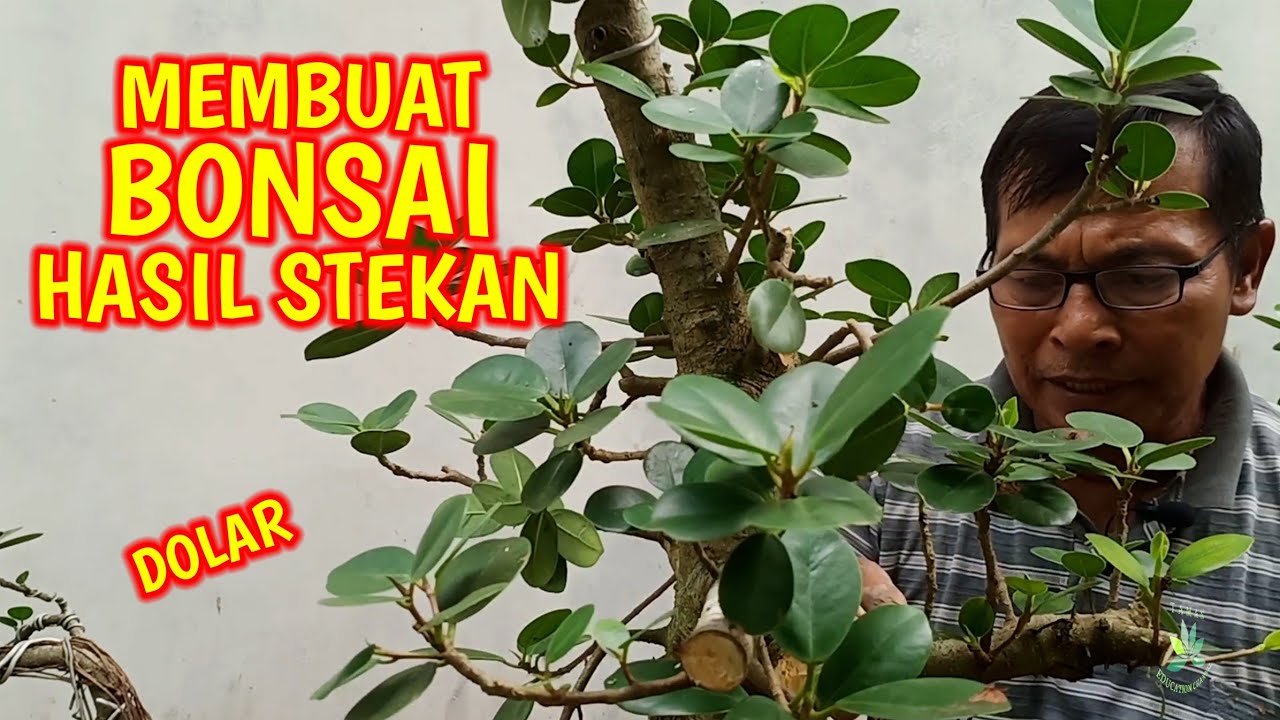 Detail Bonsai Daun Dolar Nomer 49