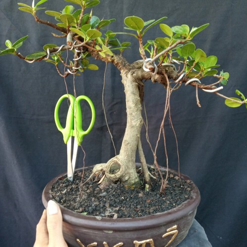 Detail Bonsai Daun Dolar Nomer 50