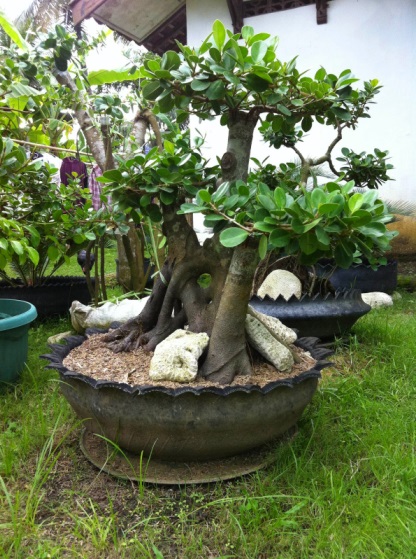 Detail Bonsai Daun Dolar Nomer 6