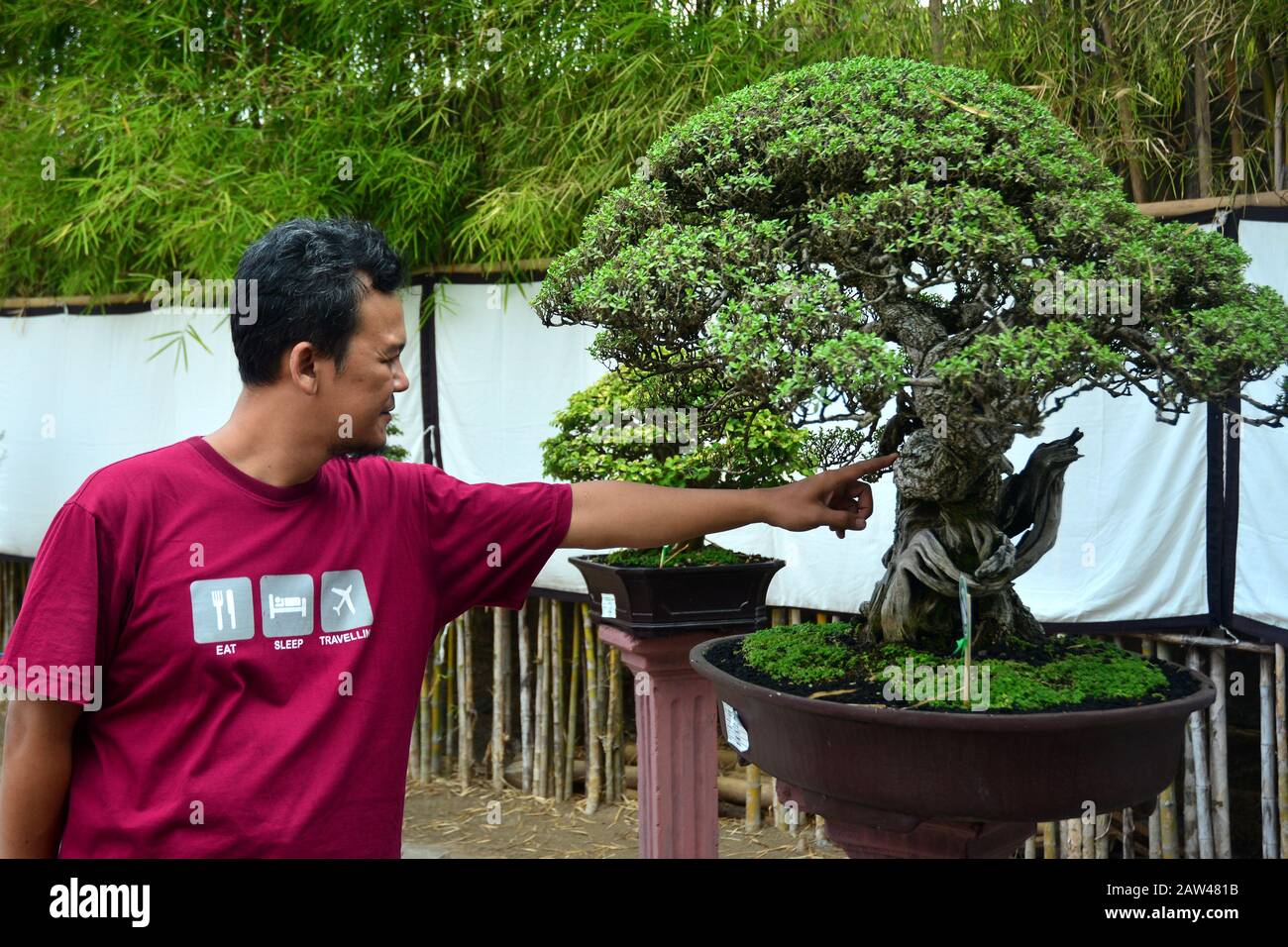 Detail Bonsai Di Indonesia Nomer 44