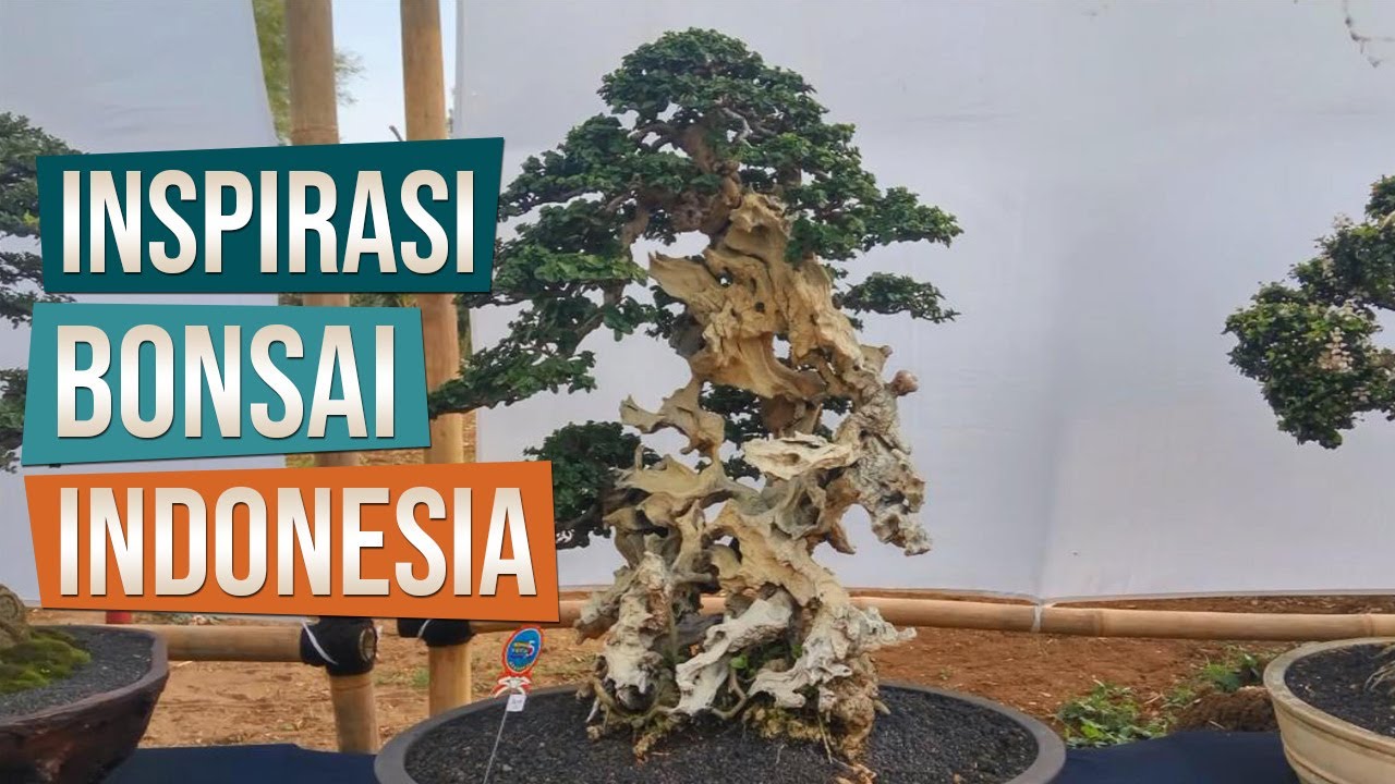 Detail Bonsai Di Indonesia Nomer 7