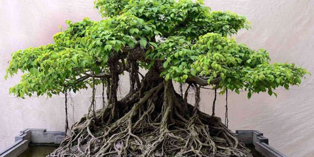 Detail Bonsai Di Indonesia Nomer 9