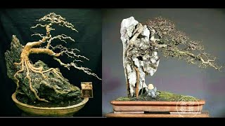 Detail Bonsai Diatas Batu Juara Nomer 11