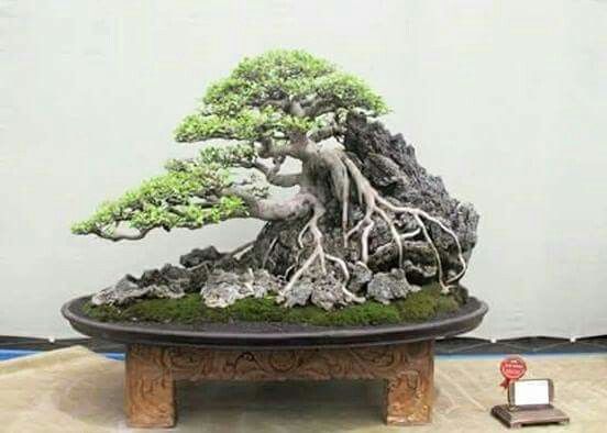 Detail Bonsai Diatas Batu Juara Nomer 12