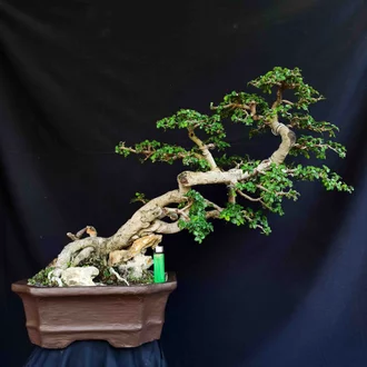 Detail Bonsai Diatas Batu Juara Nomer 17