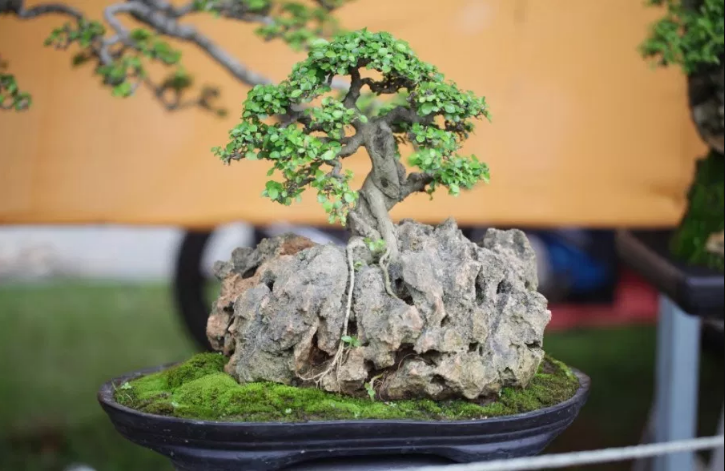 Detail Bonsai Diatas Batu Juara Nomer 26