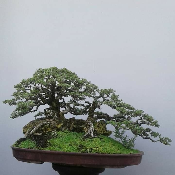 Detail Bonsai Diatas Batu Juara Nomer 33