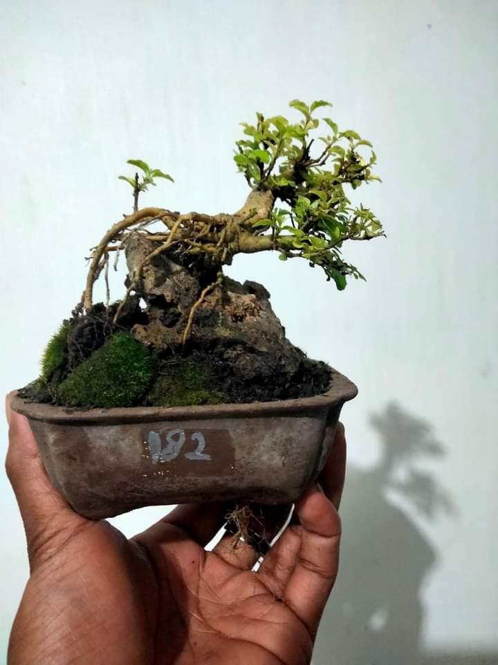 Detail Bonsai Diatas Batu Juara Nomer 38