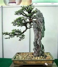 Detail Bonsai Diatas Batu Juara Nomer 6