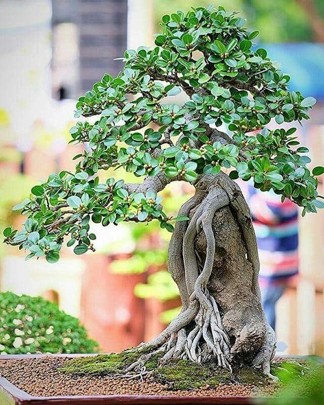 Detail Bonsai Diatas Batu Juara Nomer 48