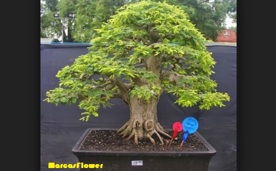 Detail Bonsai Diatas Batu Juara Nomer 54