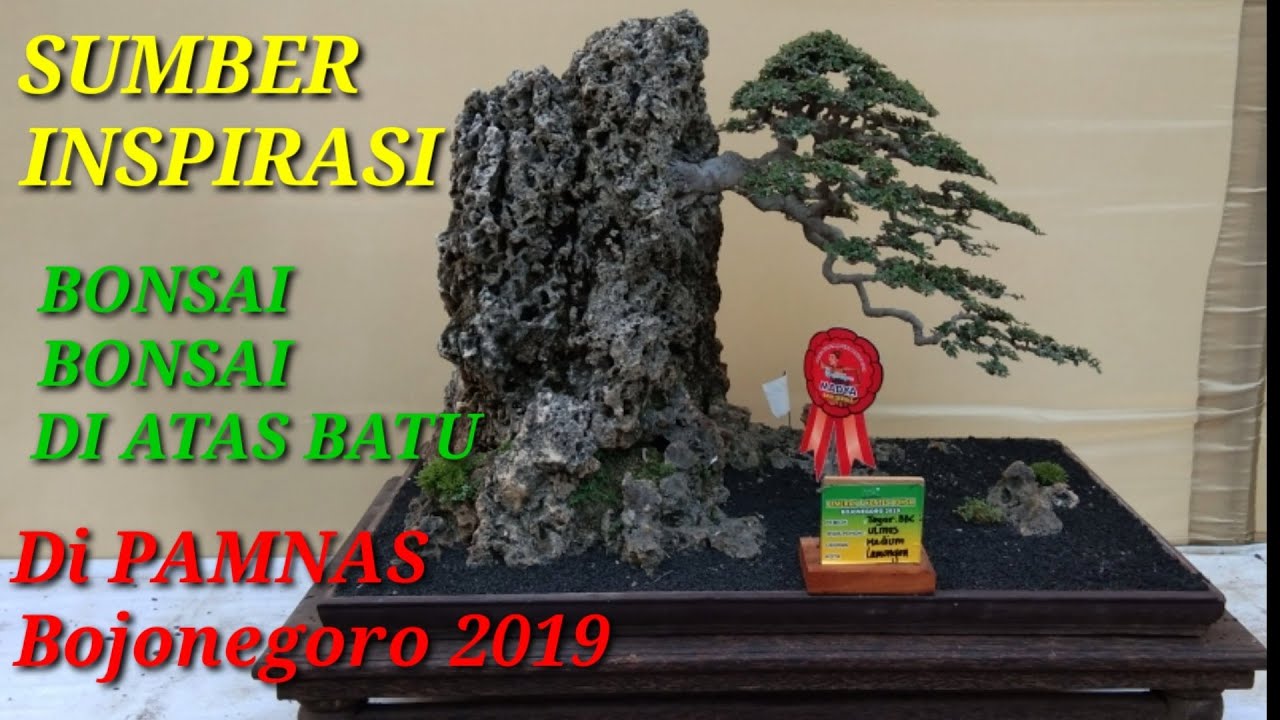 Detail Bonsai Diatas Batu Juara Nomer 8