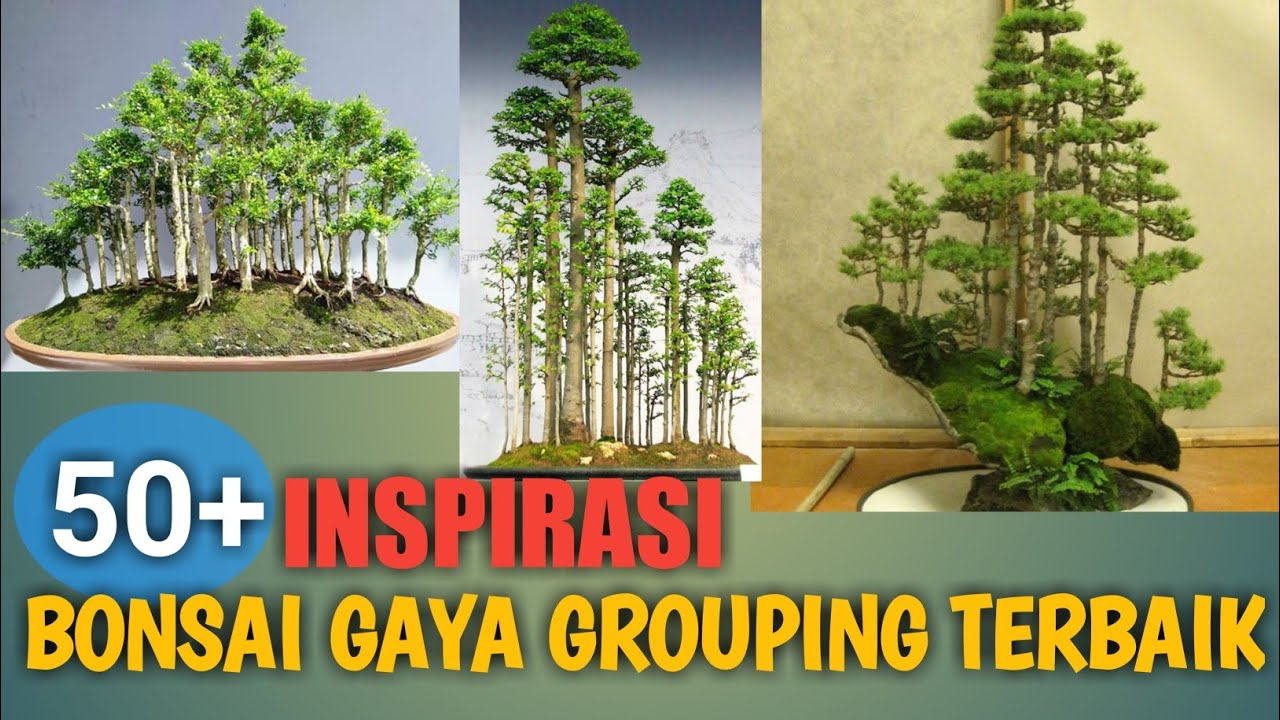 Detail Bonsai Grouping Kimeng Nomer 13