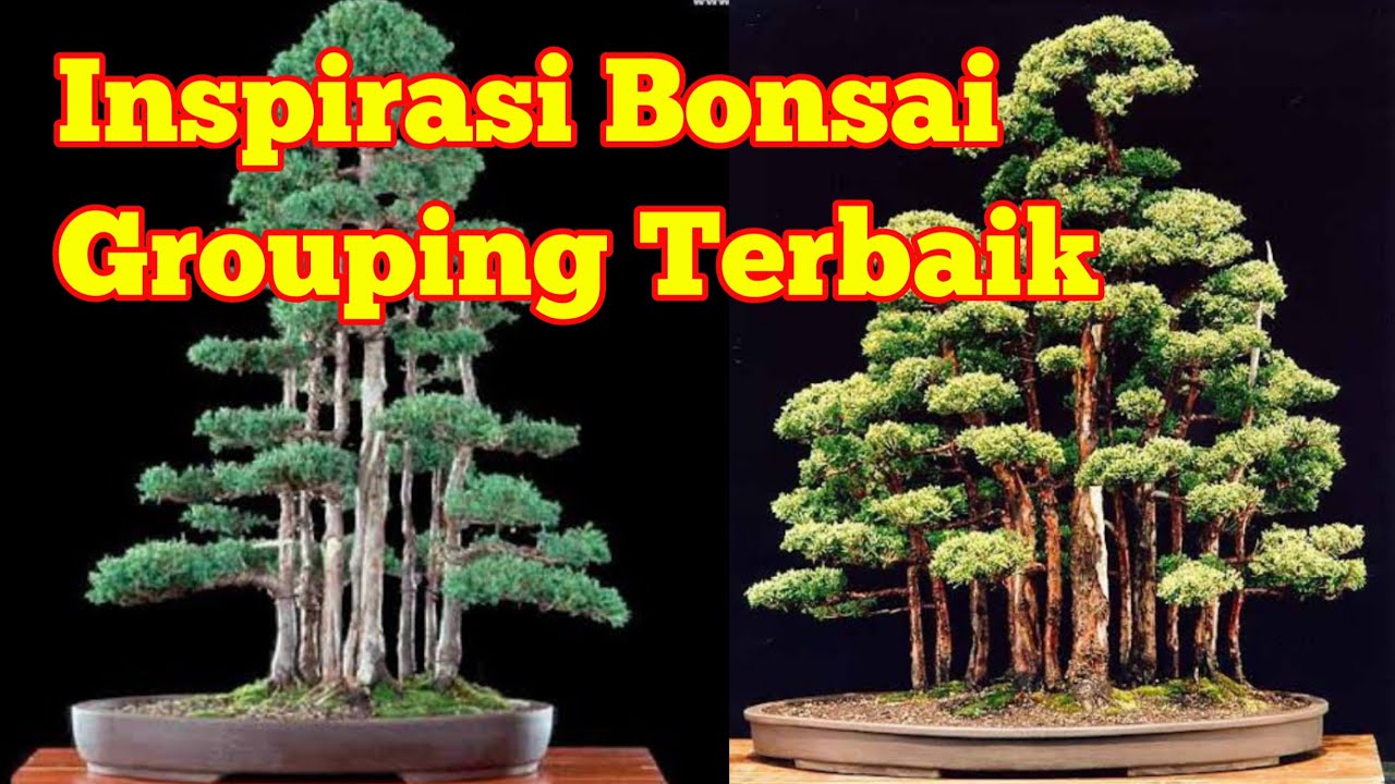 Detail Bonsai Grouping Terbaik Nomer 2