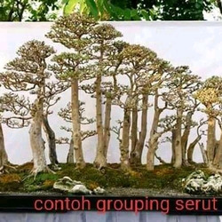 Detail Bonsai Grouping Terbaik Nomer 11