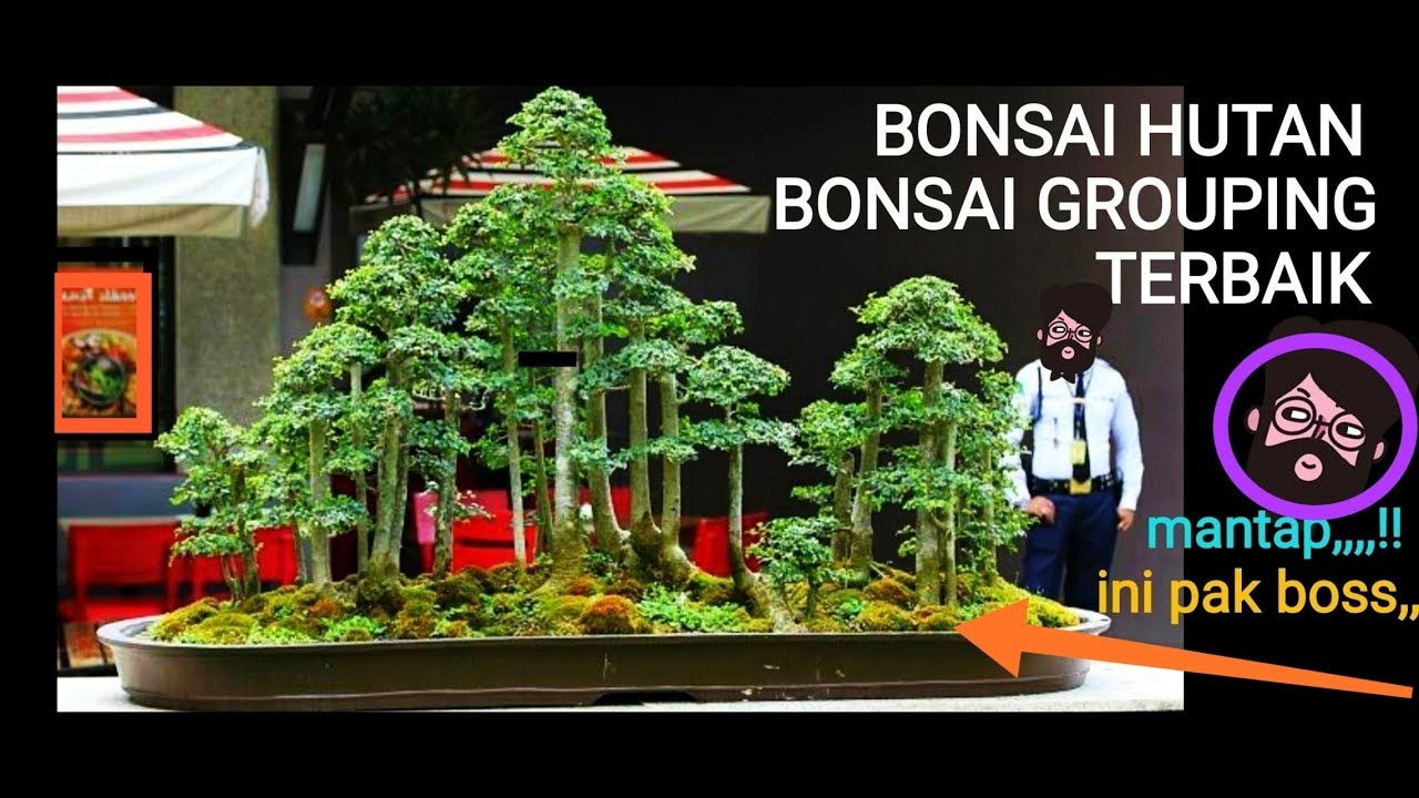 Detail Bonsai Grouping Terbaik Nomer 12