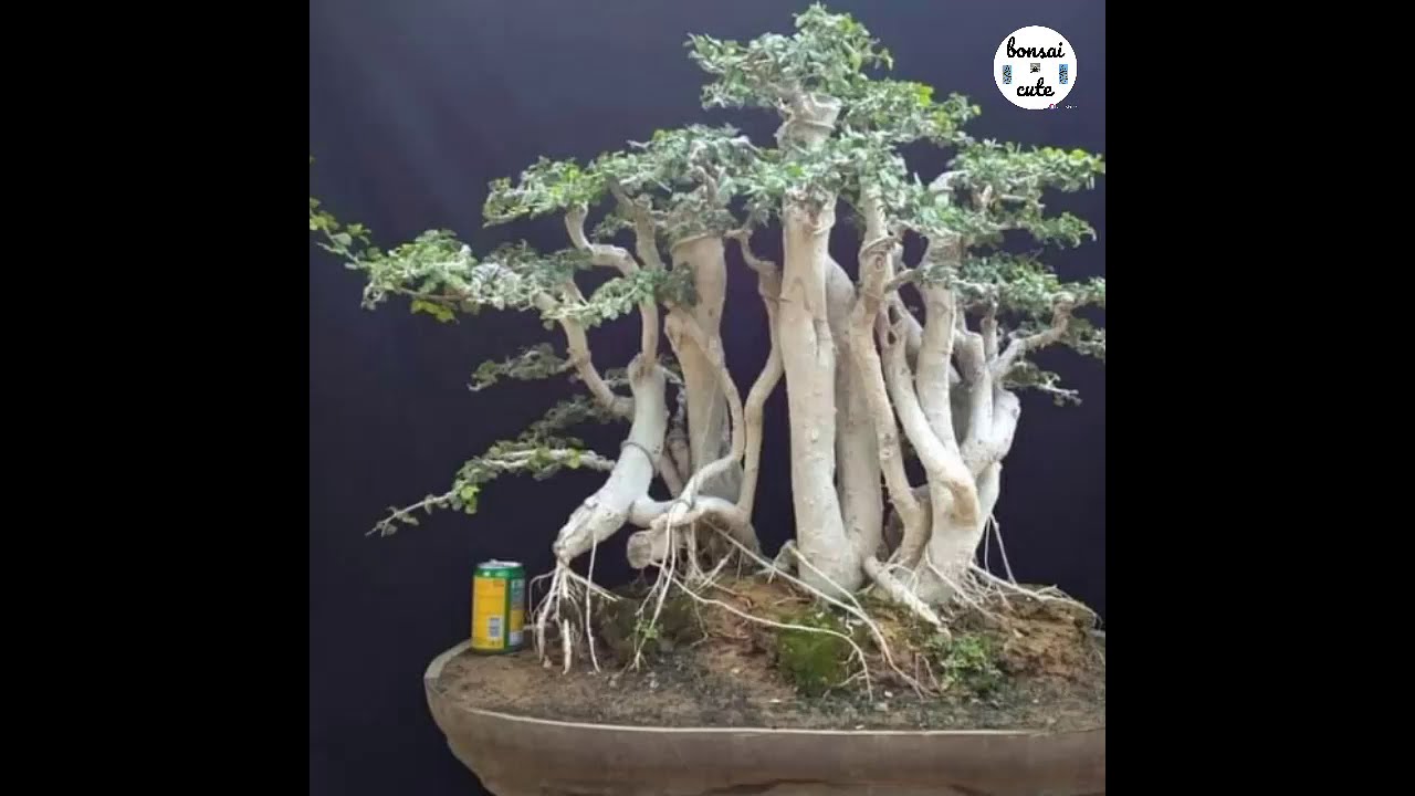 Detail Bonsai Grouping Terbaik Nomer 15