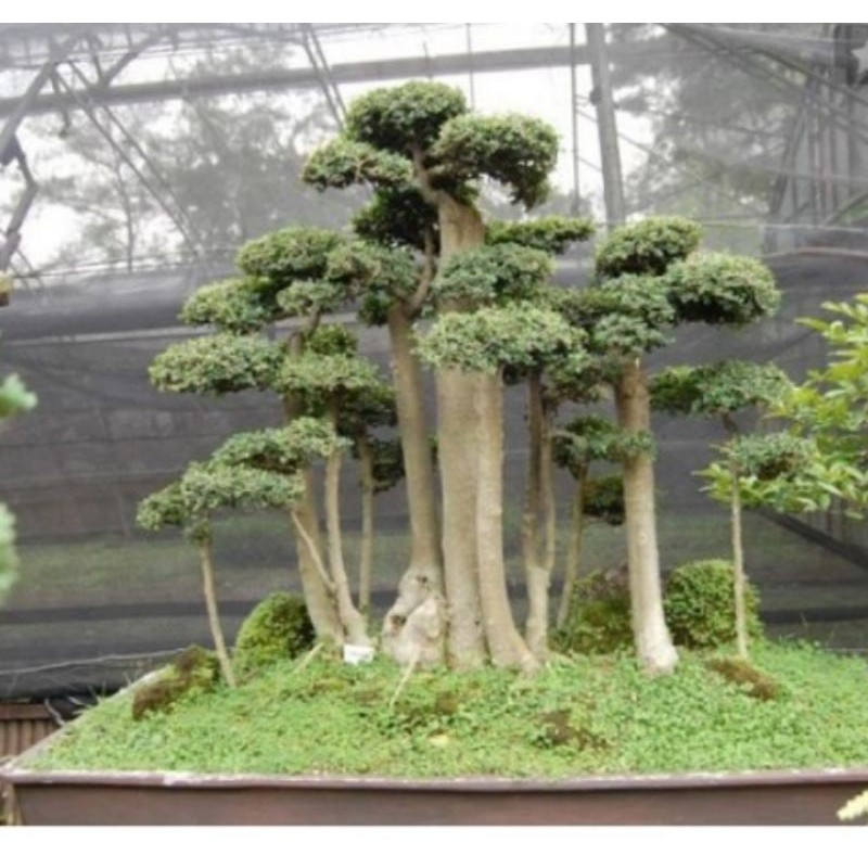 Detail Bonsai Grouping Terbaik Nomer 16