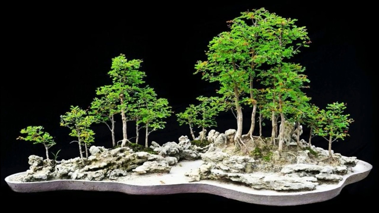 Detail Bonsai Grouping Terbaik Nomer 3