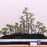 Detail Bonsai Grouping Terbaik Nomer 23