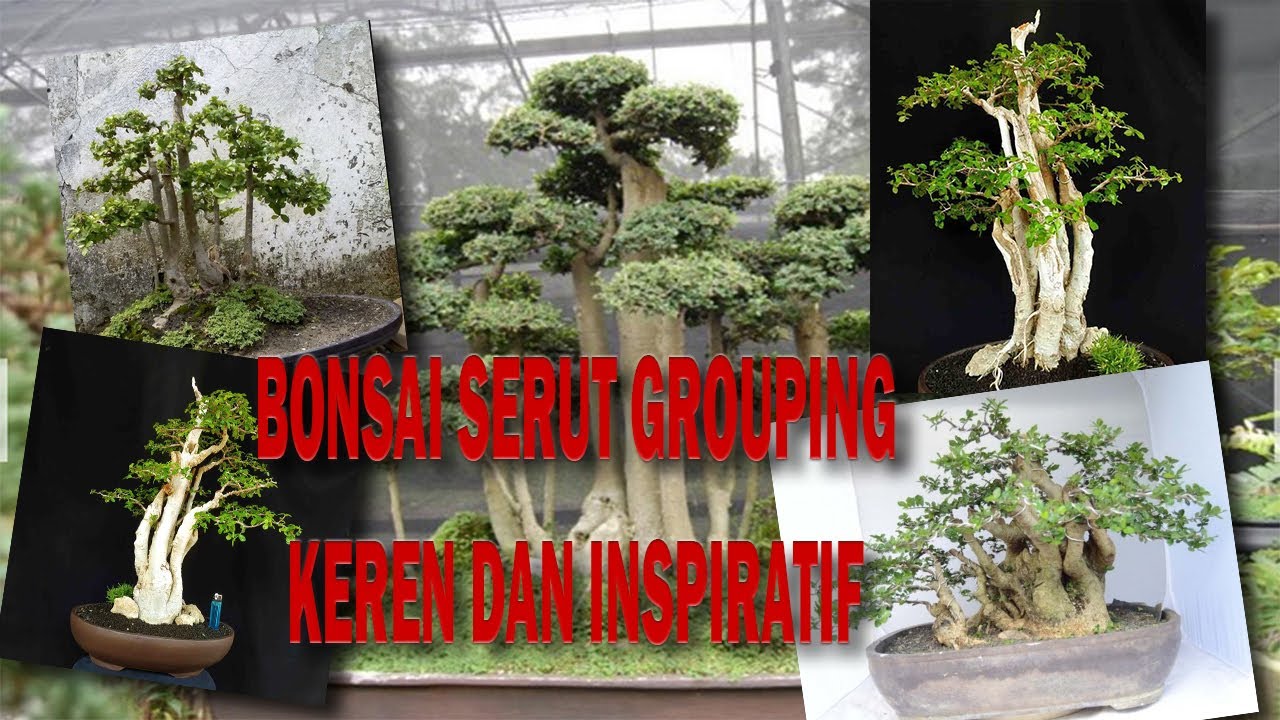 Detail Bonsai Grouping Terbaik Nomer 25