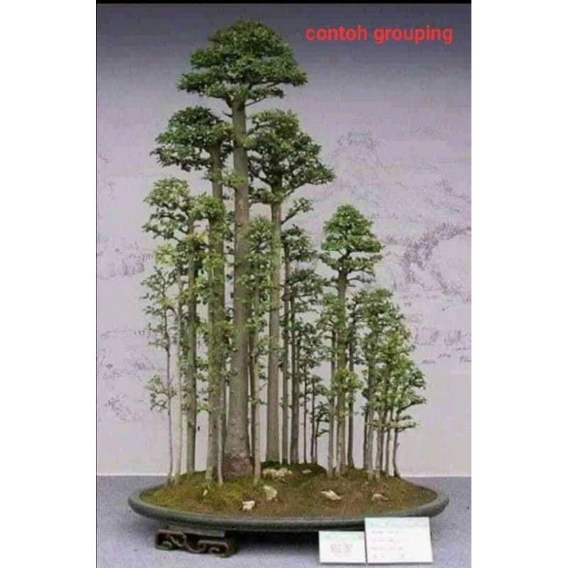 Detail Bonsai Grouping Terbaik Nomer 26