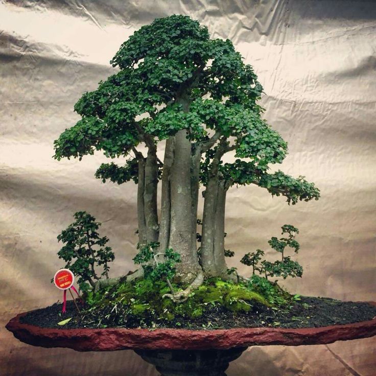 Detail Bonsai Grouping Terbaik Nomer 28