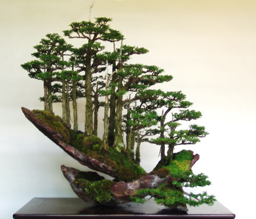 Detail Bonsai Grouping Terbaik Nomer 29