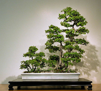 Detail Bonsai Grouping Terbaik Nomer 31