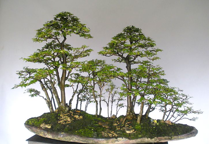 Detail Bonsai Grouping Terbaik Nomer 32