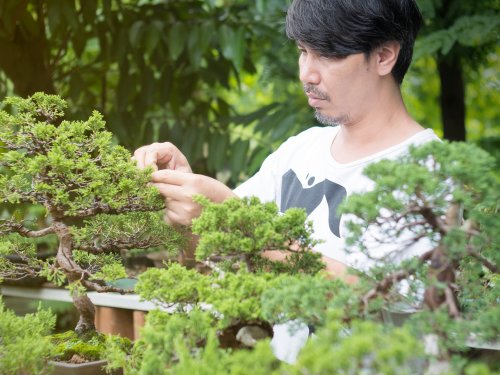 Detail Bonsai Grouping Terbaik Nomer 33