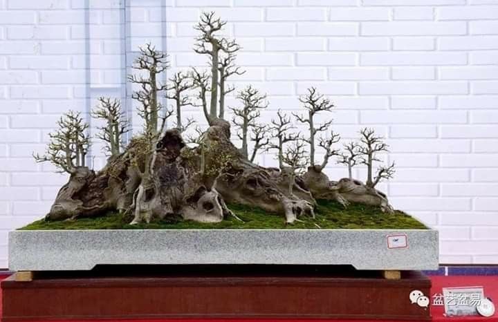 Detail Bonsai Grouping Terbaik Nomer 34