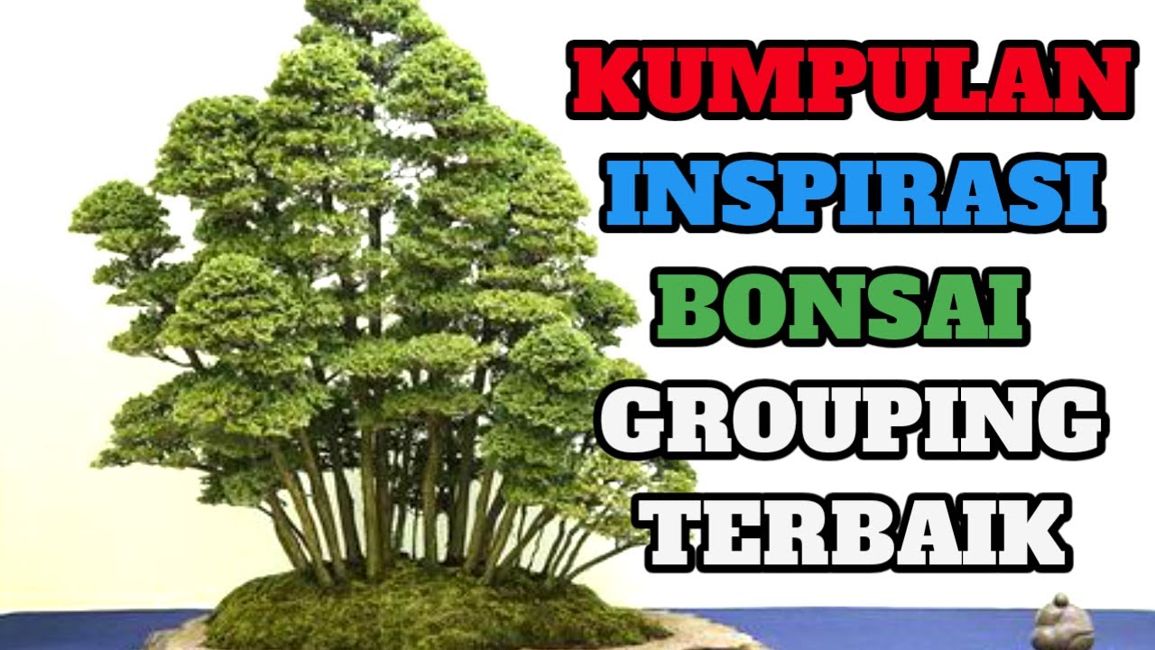 Detail Bonsai Grouping Terbaik Nomer 35