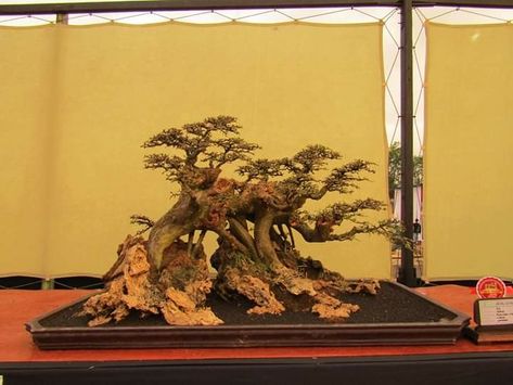 Detail Bonsai Grouping Terbaik Nomer 37