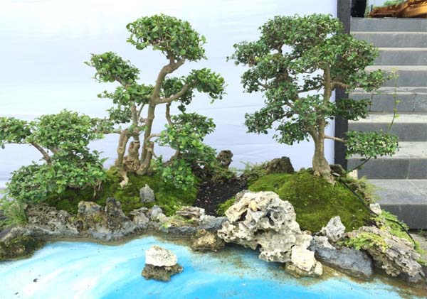 Detail Bonsai Grouping Terbaik Nomer 38